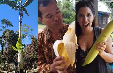 ലോകത്തിലെ ഏറ്റവും വലിയ വാഴ മുസ ഇൻഗെൻസിന്റെ ചിത്രം/ ട്വിറ്റർ