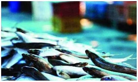 ചമ്പക്കര മീൻ മാർക്കറ്റ്