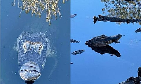 ചീങ്കണ്ണി/ ചിത്രം ഫെയ്സ്ബുക്ക്