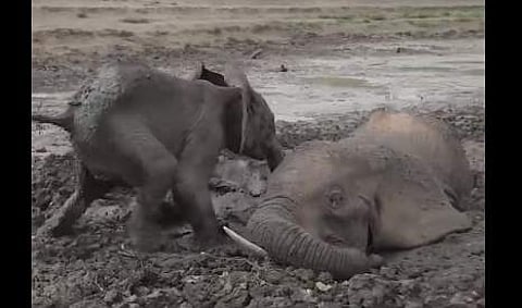 ചെളിയില് പൂണ്ടുപോയ കുട്ടിയാനയും അമ്മയാനയും