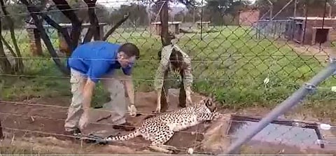 ദക്ഷിണാഫ്രിക്കയില് നിന്ന് ചീറ്റകളെ ഇന്ത്യയിലേക്ക് കൊണ്ടുവരാനുള്ള തയ്യാറെടുപ്പ്/വീഡിയോ സ്ക്രീന്ഷോട്ട്