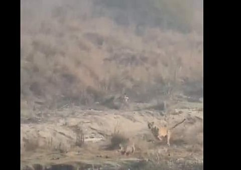 മാനിനെ പിന്തുടരുന്ന കടുവയുടെ ദൃശ്യം