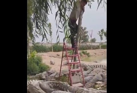 മുതലക്കൂട്ടത്തിന് നടുവില് നില്ക്കുന്ന യുവാവിന്റെ ദൃശ്യം