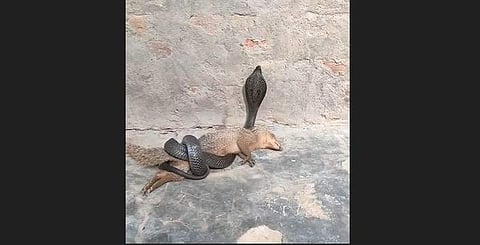 കീരിയെ മൂര്ഖന് ചുറ്റിവരിഞ്ഞ നിലയില്