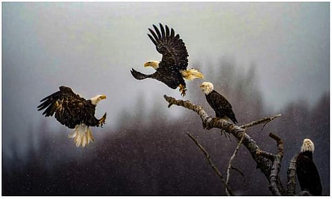 കാർത്തിക് പകർത്തിയ ചിത്രം/  പിടിഐ