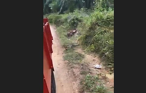 ട്രക്കിന് പിന്നാലെ കുതിക്കുന്ന രാജവെമ്പാലയുടെ ദൃശ്യം