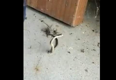 പാമ്പിനെ ആക്രമിക്കുന്ന ചിലന്തിയുടെ ദൃശ്യം