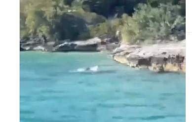 സ്രാവിനെ നായ ആക്രമിക്കുന്ന ദൃശ്യം