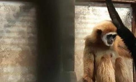 മോമോയുടെ കുഞ്ഞിന്റെ അച്ഛനെ കണ്ടെത്തി