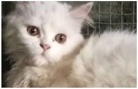 തട്ടിക്കൊണ്ടുപോയ  പൂച്ച