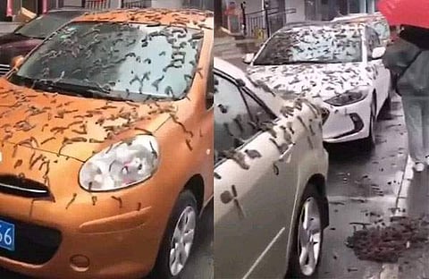 ചൈനയിൽ പുഴു മഴ / ചിത്രം ട്വിറ്റർ