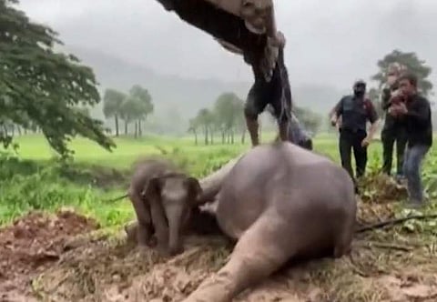 ഓടയില് വീണ കുട്ടിയാനയെയും അമ്മയാനെയും രക്ഷിച്ചപ്പോള്, സ്ക്രീന്ഷോട്ട്