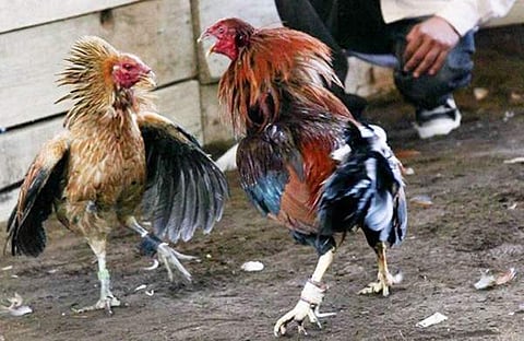 ഫയൽ ചിത്രം