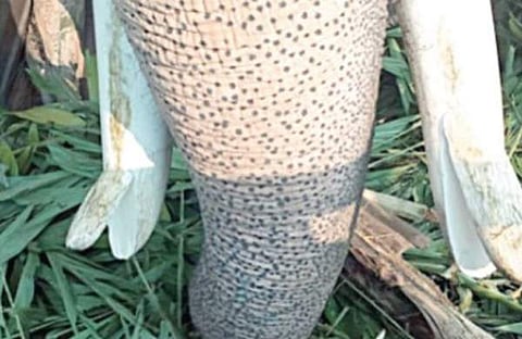 ലോറിയുടെ ക്യാബിന് ഗ്രില്ലില് തട്ടി ആനയുടെ കൊമ്പ് പിളര്ന്ന നിലയില്