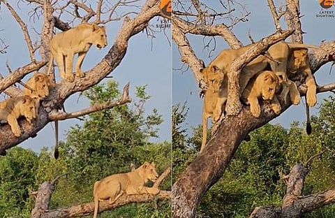 മരം കയറുന്ന സിംഹങ്ങൾ/ ചിത്രം ഫെയ്സ്ബുക്ക്