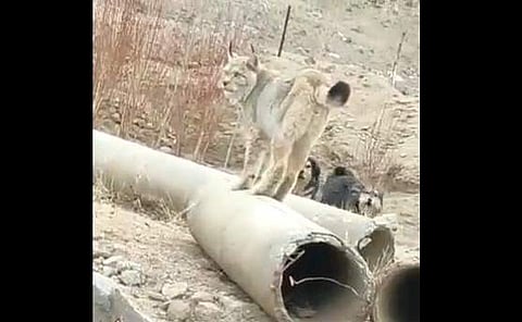 അപൂര്വ്വയിനം കാട്ടുപൂച്ച