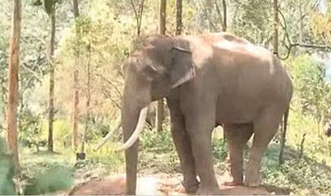 അരിക്കൊമ്പൻ/ ഫയല് ചിത്രം