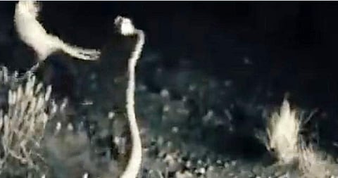 പാമ്പിനെ ചാടി ചവിട്ടുന്ന എലിയുടെ ദൃശ്യം