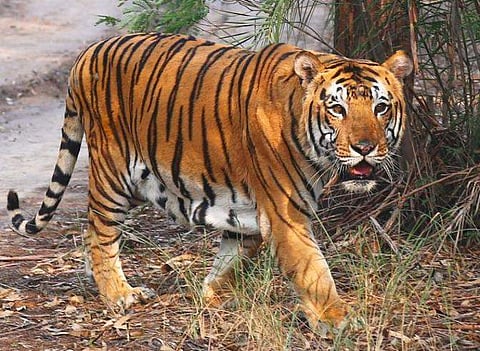 Woman dies in tiger attack in Wayanad