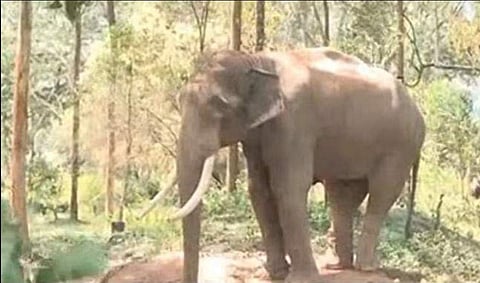 അരിക്കൊമ്പൻ/ ഫയല് ചിത്രം