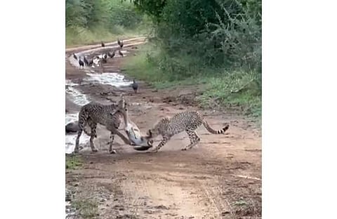 ഇമ്പാലയെ പിടികൂടുന്ന ചീറ്റയുടെ ദൃശ്യം