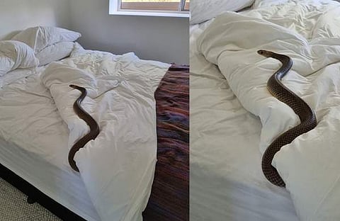 ഈസ്റ്റേൺ ബ്രൗൺ സ്നേക്ക്/ചിത്രം: ഫേയ്സ്ബുക്ക്