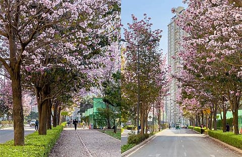 ബംഗളൂരുവിൽ പിങ്ക് വസന്തം/ ചിത്രം ട്വിറ്റർ