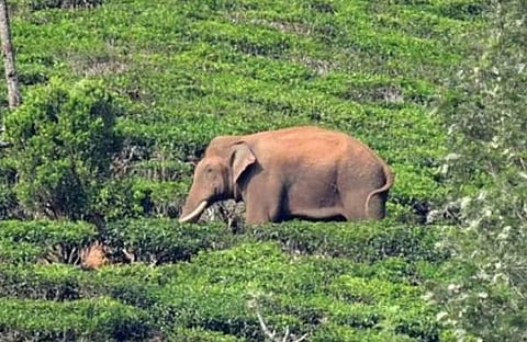 അരിക്കൊമ്പന് പെരിയകനാല് എസ്റ്റേറ്റില്/ എക്സ്പ്രസ്