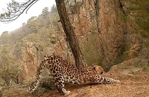 പുലിയുടെ അഭ്യാസപ്രകടനം, സക്രീന്ഷോട്ട്