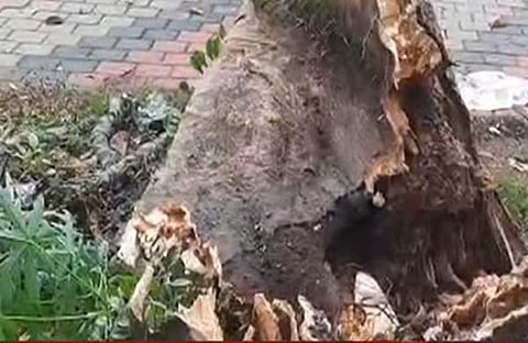 സ്കൂള് കെട്ടിടത്തിന് മുകളില് വീണ മരം ടെലിവിഷന് ചിത്രം