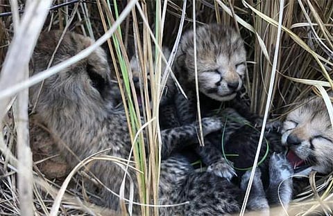 ഇന്ത്യയില് പിറന്ന ചീറ്റ കുഞ്ഞുങ്ങള്, ട്വിറ്റര്
