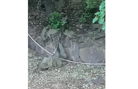 പെരുമ്പാമ്പിനെ കൂട്ടമായി ആക്രമിക്കുന്ന കീരിയുടെ ദൃശ്യം