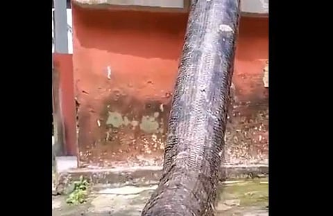 റെറ്റിക്യുലേറ്റഡ് പൈതൺ, സ്ക്രീൻഷോട്ട്