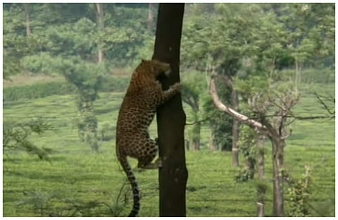 മരത്തിന്റെ മുകളിലേക്ക് പിടിച്ചുകയറുന്ന പുലിയുടെ ദൃശ്യം