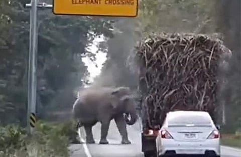 ലോറി തടഞ്ഞു നിർത്തി ആന/ ചിത്രം ട്വിറ്റർ