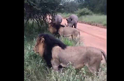 കാണ്ടാമൃഗങ്ങളെ കണ്ട് വഴിമാറിപ്പോകുന്ന സിംഹങ്ങളുടെ ദൃശ്യം