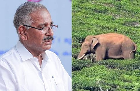 എകെ ശശീന്ദ്രൻ, അരിക്കൊമ്പൻ/ ഫയൽ ചിത്രം