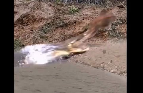 മുതലയുടെ ആക്രമണത്തില് നിന്ന് രക്ഷപ്പെടുന്ന മാനിന്റെ ദൃശ്യം