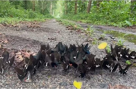 വിഡിയോ സ്ക്രീൻഷോട്ട്