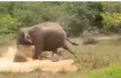 മുതലയുടെ ആക്രമണത്തില് നിന്ന് കുട്ടിയാനയെ രക്ഷിക്കുന്ന ദൃശ്യം