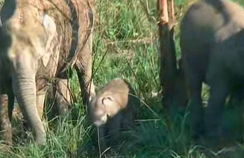 കുട്ടിയാനയ്ക്ക് സുരക്ഷയൊരുക്കി ആനക്കൂട്ടം/ ടിവി ദൃശ്യം