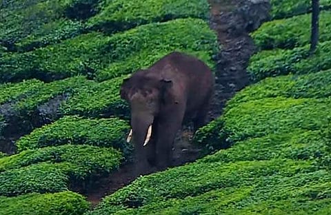 അരിക്കൊമ്പന്/ ഫയല്