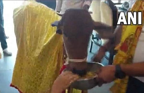 റെസ്റ്ററന്റ് ഉദ്ഘാടനത്തിനെത്തിയ പശു/ വീഡിയോ ദൃശ്യം