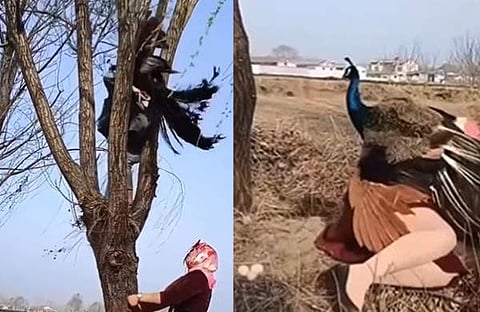 മുട്ട മോഷ്ടിക്കാൻ ശ്രമിച്ച സ്ത്രീകളെ ആക്രമിക്കുന്ന മയിൽ/ ചിത്രം സ്ക്രീൻഷോട്ട്