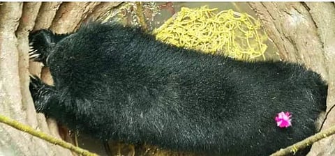 കരടി കിണറ്റിൽ വീണ നിലയിൽ,വീഡിയോ സ്ക്രീൻഷോട്ട്