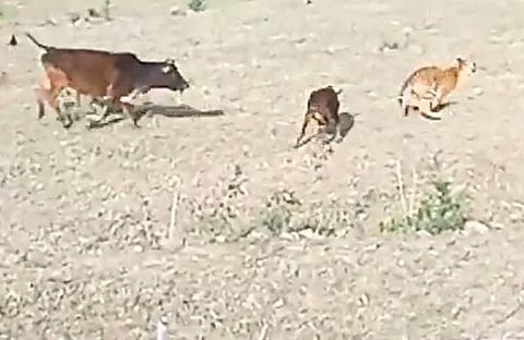 കടുവയുടെ ആക്രമണത്തില് നിന്ന് പശുക്കിടാവിനെ രക്ഷിക്കുന്ന അമ്മപ്പശുവിന്റെ ദൃശ്യം