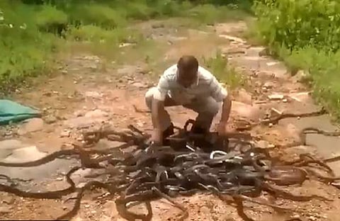 പാമ്പുകളെ ചാക്കില് നിന്ന് തുറന്നുവിടുന്ന ദൃശ്യം