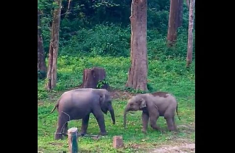 കുട്ടിയാനകള് അടിപിടി കൂടുന്ന ദൃശ്യങ്ങള്