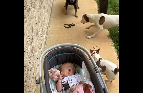 കുഞ്ഞിനെ രക്ഷിക്കാന് പാമ്പിനെ ആക്രമിക്കുന്ന വളര്ത്തുനായ്ക്കള്