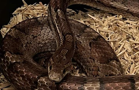 പുതിയ കാറില് നിന്ന് പിടികൂടിയ പാമ്പിന്റെ ദൃശ്യം